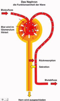 Das Nephron - die Funktionseinheit der Niere