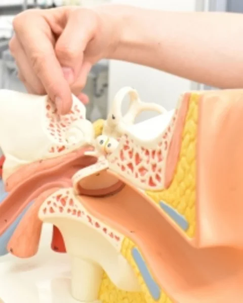Anatomisches Modell des menschlichen Ohrs, eine Hand zeigt auf den Bereich des Mittelohrs.
