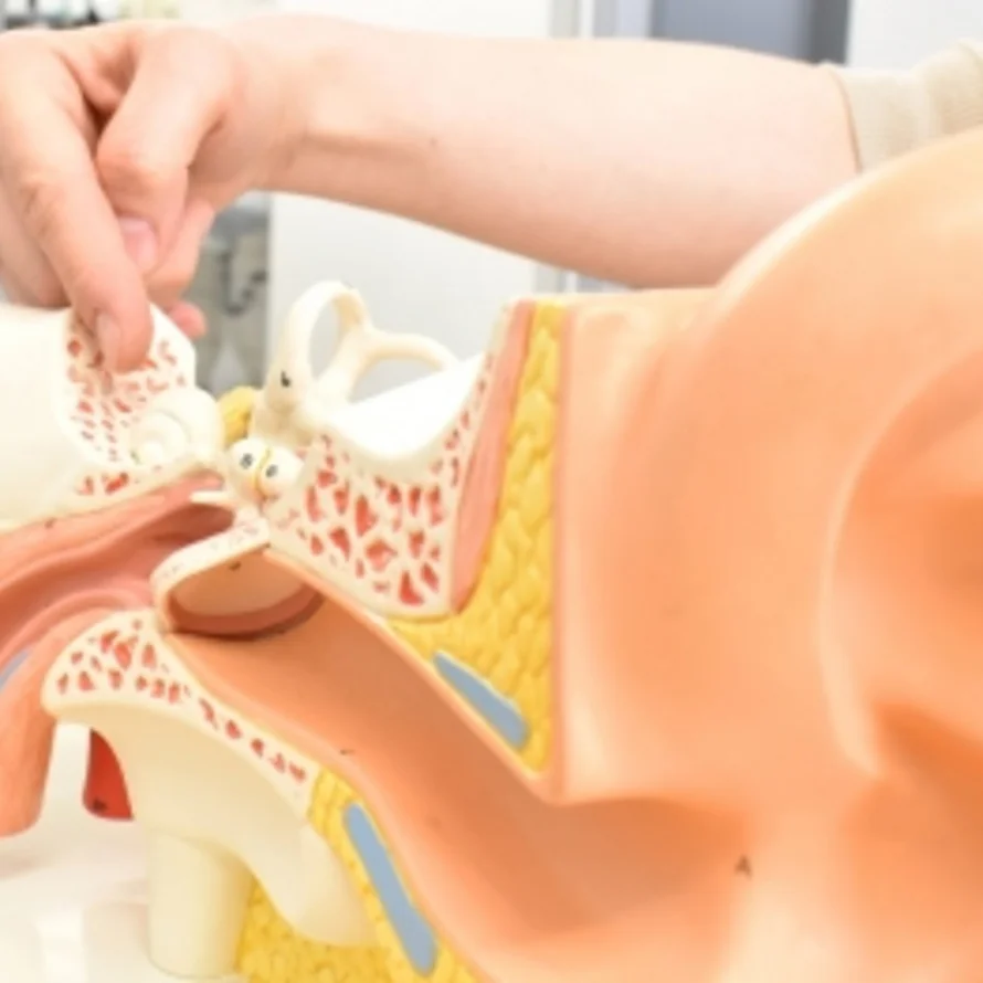 Anatomisches Modell des menschlichen Ohrs, eine Hand zeigt auf den Bereich des Mittelohrs.